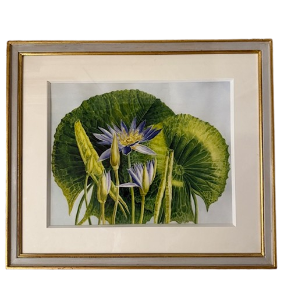 Botanical Print Of Waterlilies