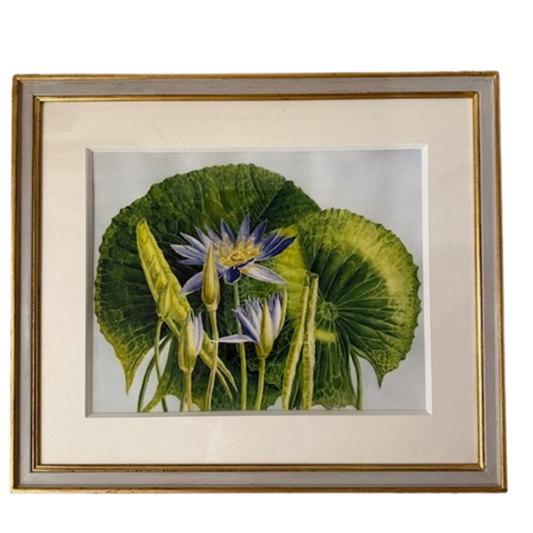 Botanical Print Of Waterlilies