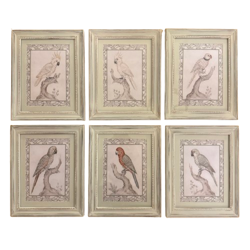 Set of Six Framed Parrot Prints