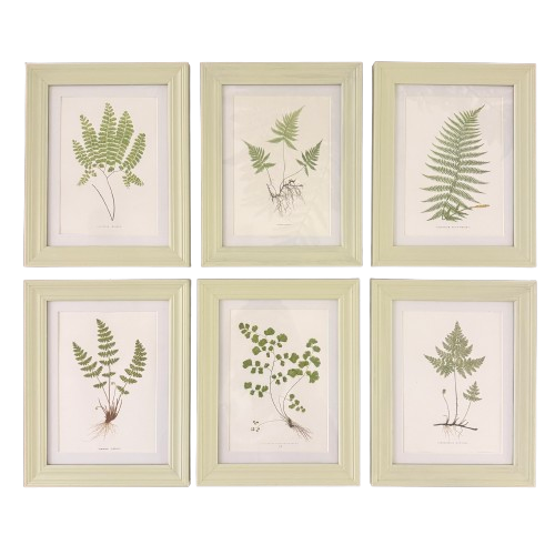 Set of Six Small Fern Prints
