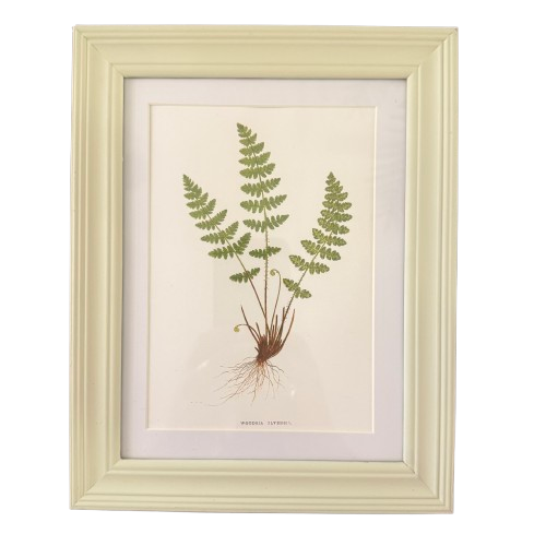 Set of Six Small Fern Prints