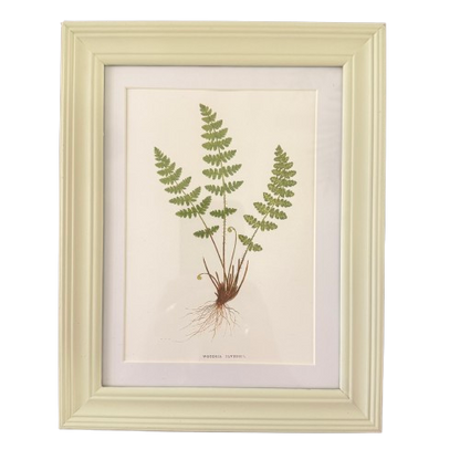 Set of Six Small Fern Prints