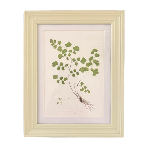 Set of Six Small Fern Prints