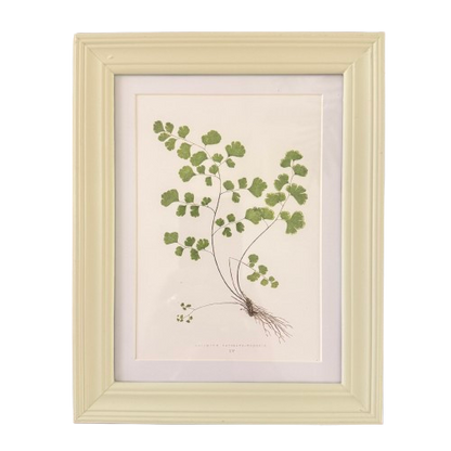 Set of Six Small Fern Prints