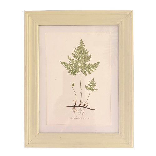 Set of Six Small Fern Prints