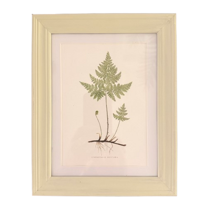 Set of Six Small Fern Prints