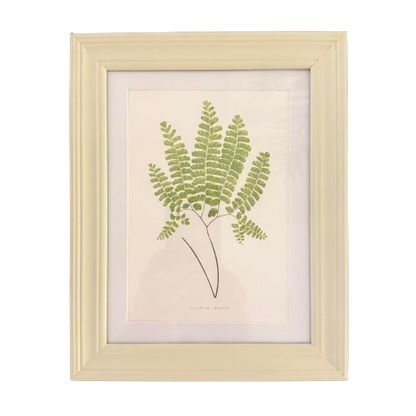 Set of Six Small Fern Prints