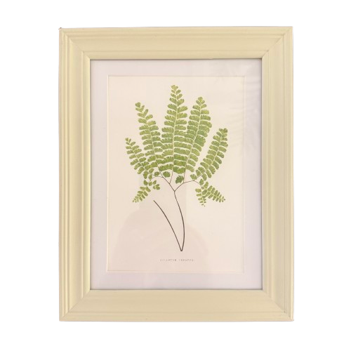 Set of Six Small Fern Prints