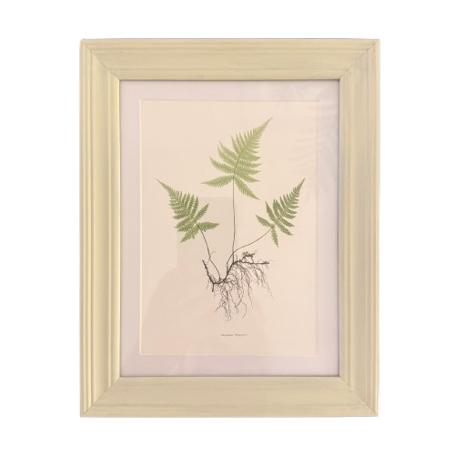 Set of Six Small Fern Prints