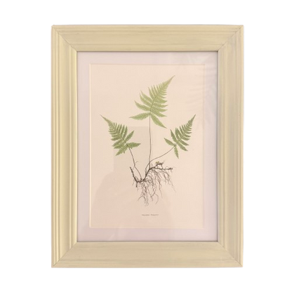 Set of Six Small Fern Prints