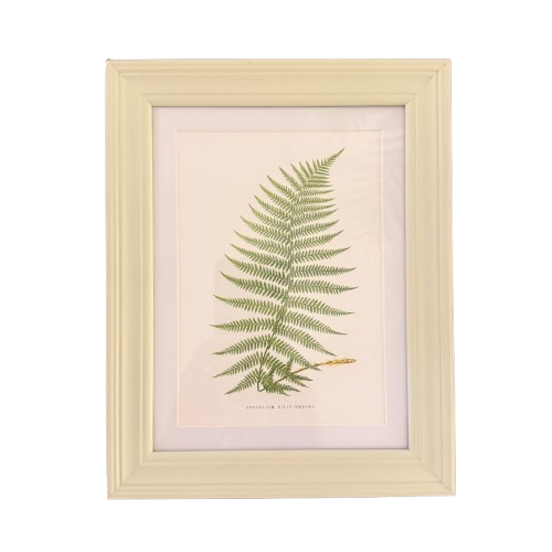 Set of Six Small Fern Prints