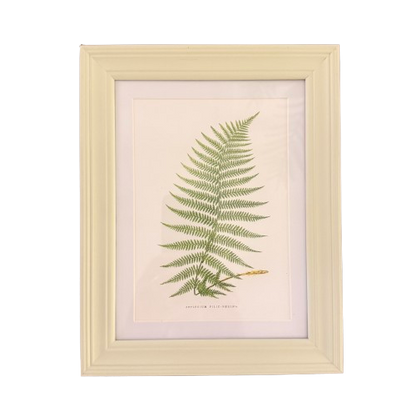 Set of Six Small Fern Prints
