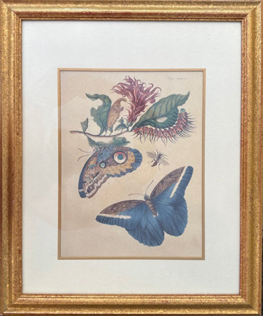 Maria Sibylla Merian 1647 - 1717 Set Of Four Zoological Prints