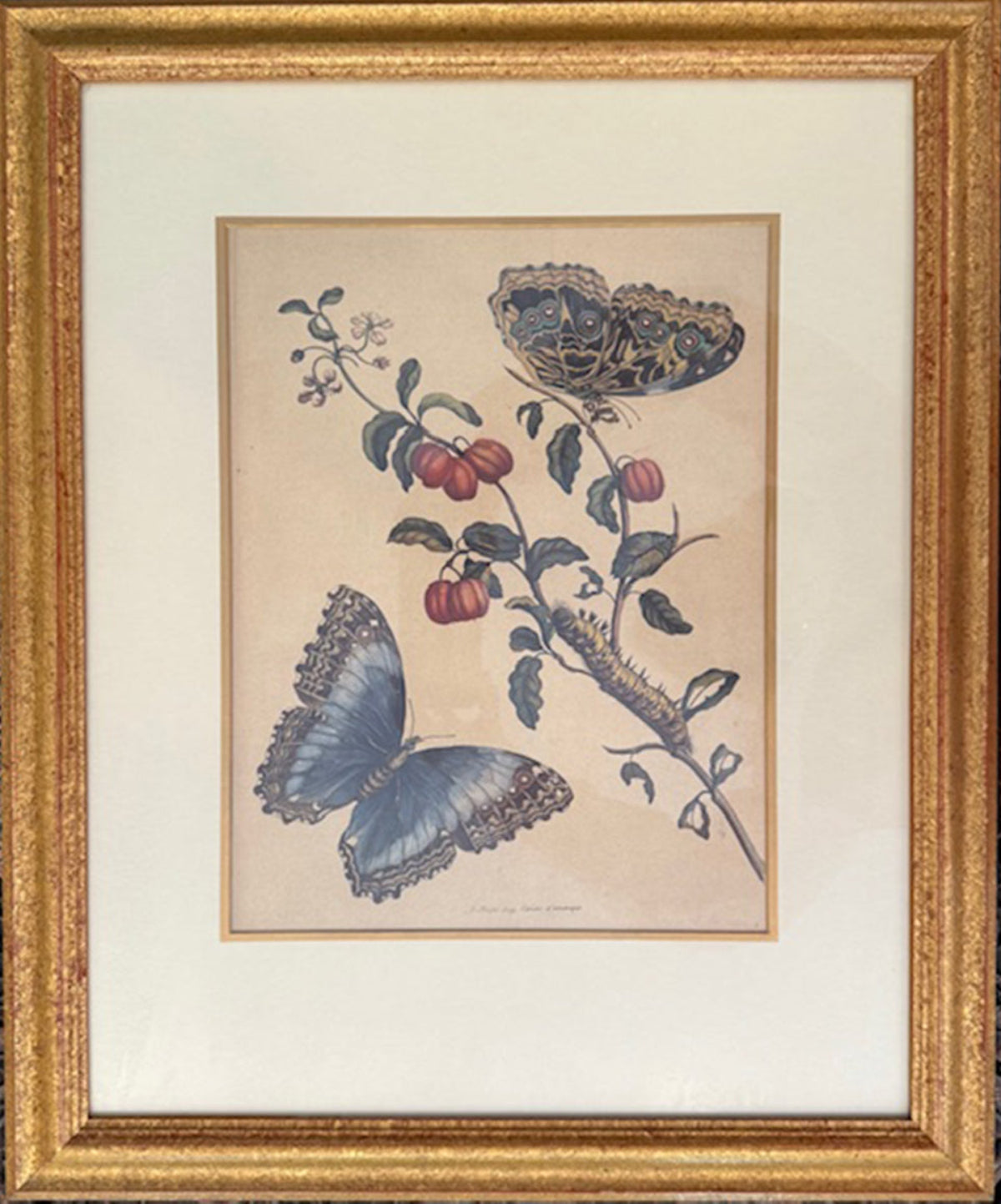 Maria Sibylla Merian 1647 - 1717 Set Of Four Zoological Prints