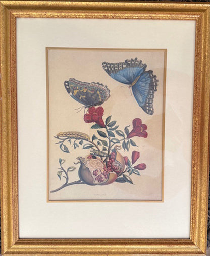Maria Sibylla Merian 1647 - 1717 Set Of Four Zoological Prints