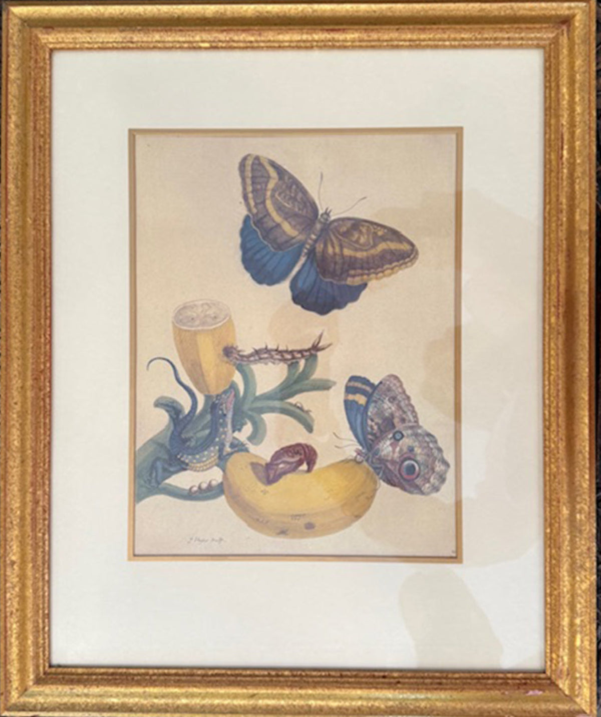 Maria Sibylla Merian 1647 - 1717 Set Of Four Zoological Prints