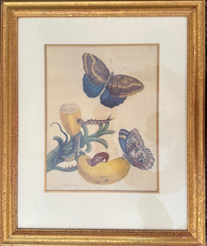 Maria Sibylla Merian 1647 - 1717 Set Of Four Zoological Prints