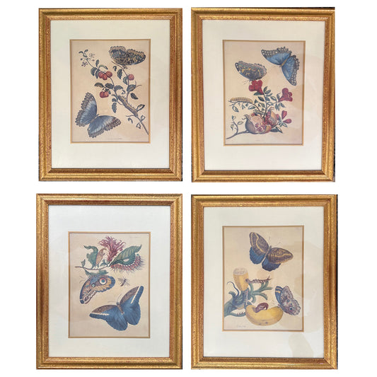 Maria Sibylla Merian 1647 - 1717 Set Of Four Zoological Prints